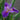 Iris 'Louisiana Pegaletta' 2026