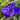 Iris 'Louisiana Pegaletta'