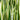 Iris pseudacorus variegata (Variegated) - Marginal Pond Plants - MP058