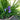 Iris Setosa Baby Blue - Marginal Pond Plants - BP328