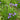 Iris Setosa - Marginal Pond Plants - BP067
