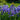 Iris sibirica 'Blue' (Siberian flag)