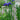Iris sibirica 'Blue' (Siberian flag)