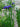 Iris sibirica 'Blue' (Siberian flag)
