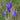Iris sibirica 'Blue' (Siberian flag)