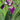 Iris Versicolor Kermesina - Marginal Pond Plants - MP063