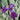 Iris Kaempferi Variegata - Marginal Pond Plants
