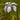 Iris laevigata 'Snowdrift'