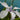 Iris laevigata ‘Snowdrift’ - Marginal Pond Plants - MP049