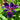 Iris louisiana ‘Black Gamecock’ - Marginal Pond Plants - MP052