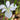 Iris louisiana ‘Her Highness’ - Marginal Pond Plants - MPA129