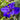 Iris louisiana ‘Pegaletta’ - Marginal Pond Plants - MP056