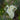 Iris pseudacorus bastardii - Marginal Pond Plants - MP131A