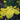 Iris pseudacorus ‘Flore Pleno’ - Marginal Pond Plants - MP131
