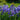 Iris sibirica (Perrys Blue) - Marginal Pond Plants - BP118