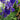 Iris sibirica 'Blue' (Siberian flag) - Marginal Pond Plants - MP326