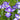 Iris ensata 'Dinner Plate Cheese Cake' 2026