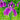 Iris Ensata - BP049 Packs