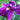 Iris Ensata Crystal Halo - BP052A Packs