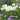 Iris Ensata "Dramatic Moment" - BP054 Packs