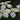 Iris Ensata "Goldbound" - BP062 Packs