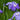 Iris Ensata "Greywoods Catrina" - BP061 Packs