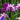 Iris ensata 'Harlequinesque'