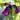 Iris Ensata Ruby King - BP067A Packs
