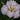 Iris Ensata 'Lady in Waiting' - BP202 Packs