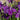 Iris Kaempferi 'Royal Banner' - Marginal Pond Plants - BP114B