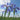 Iris Louisiana 'Sea Wisp' - Marginal Pond Plants - MP130