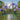 Iris Louisiana 'Sea Wisp' - Marginal Pond Plants - MP130
