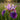 Iris pseudacorus 'Holden's Child' - Marginal Pond Plants - MP057A