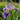 Iris pseudacorus 'Holden's Child' - Marginal Pond Plants - MP057A