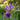 Iris pseudacorus 'Holden's Child' - Marginal Pond Plants - MP057A