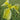 Iris pseudata Kimboshi - Marginal Pond Plants - MP050A