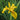 Iris pseudata Kimboshi - Marginal Pond Plants - MP050A
