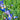 Iris Setosa Baby Blue - BP328 Packs
