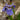 Iris setosa - Marginal Pond Plants - BP067