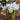 Iris 'Katharine Hodgkin' Bulb