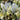 Iris 'Katharine Hodgkin' Bulb