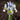 Iris 'Katharine Hodgkin' Bulb