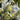 Iris 'Katharine Hodgkin' Bulb
