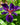 Iris 'Louisiana Black Gamecock' 2026