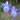 Iris Louisiana 'Sea Wisp' - Packs
