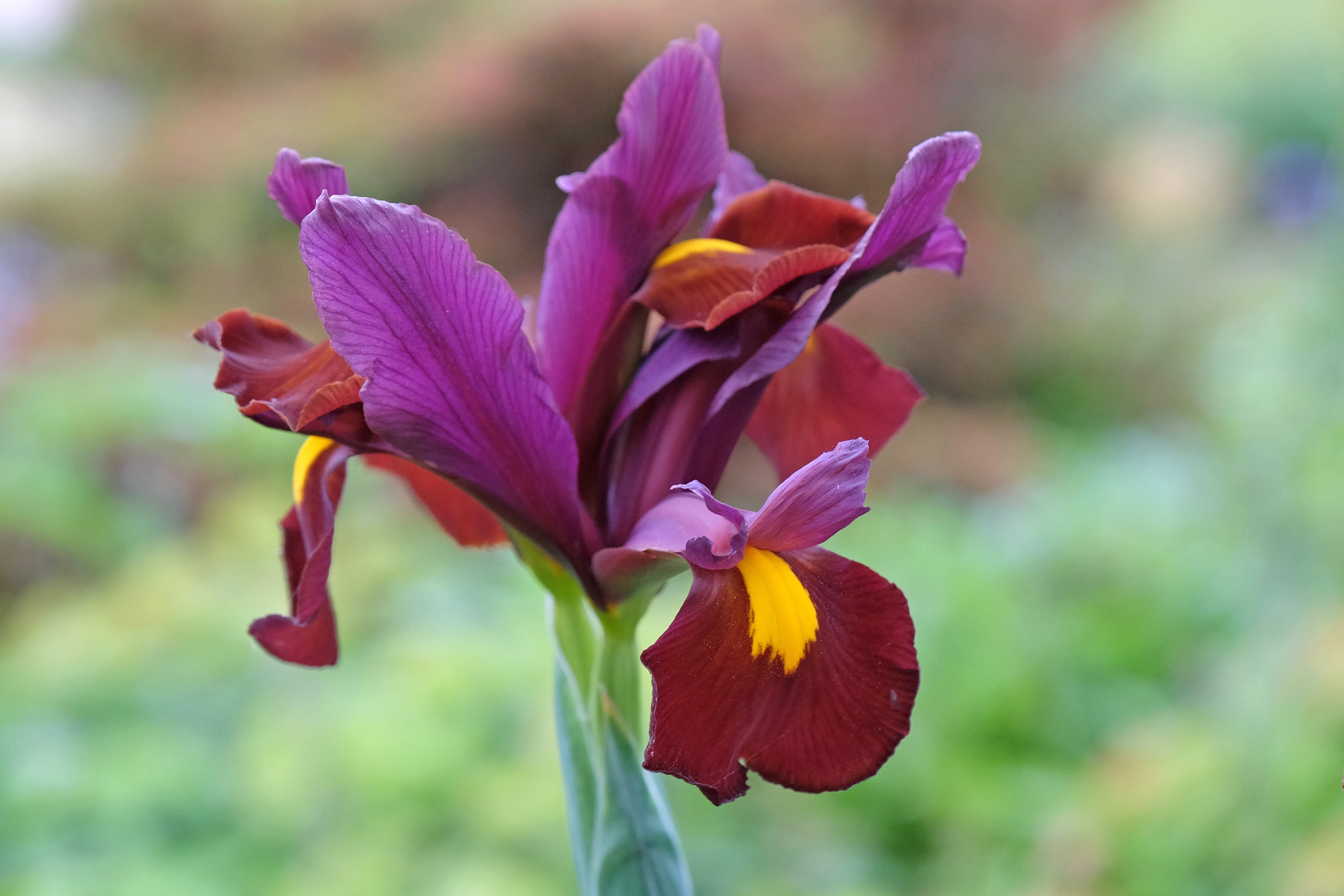 Red Rabbit Iris Iris 'Red Ember' Bulb – Lincspplants