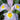 Iris 'Rosario' Bulb