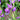Iris ensata 'Sparkling Rose' - Marginal Pond Plants - BPX067