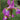 Iris ensata 'Sparkling Rose' - Marginal Pond Plants - BPX067