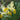 Iris bucharica Bulb